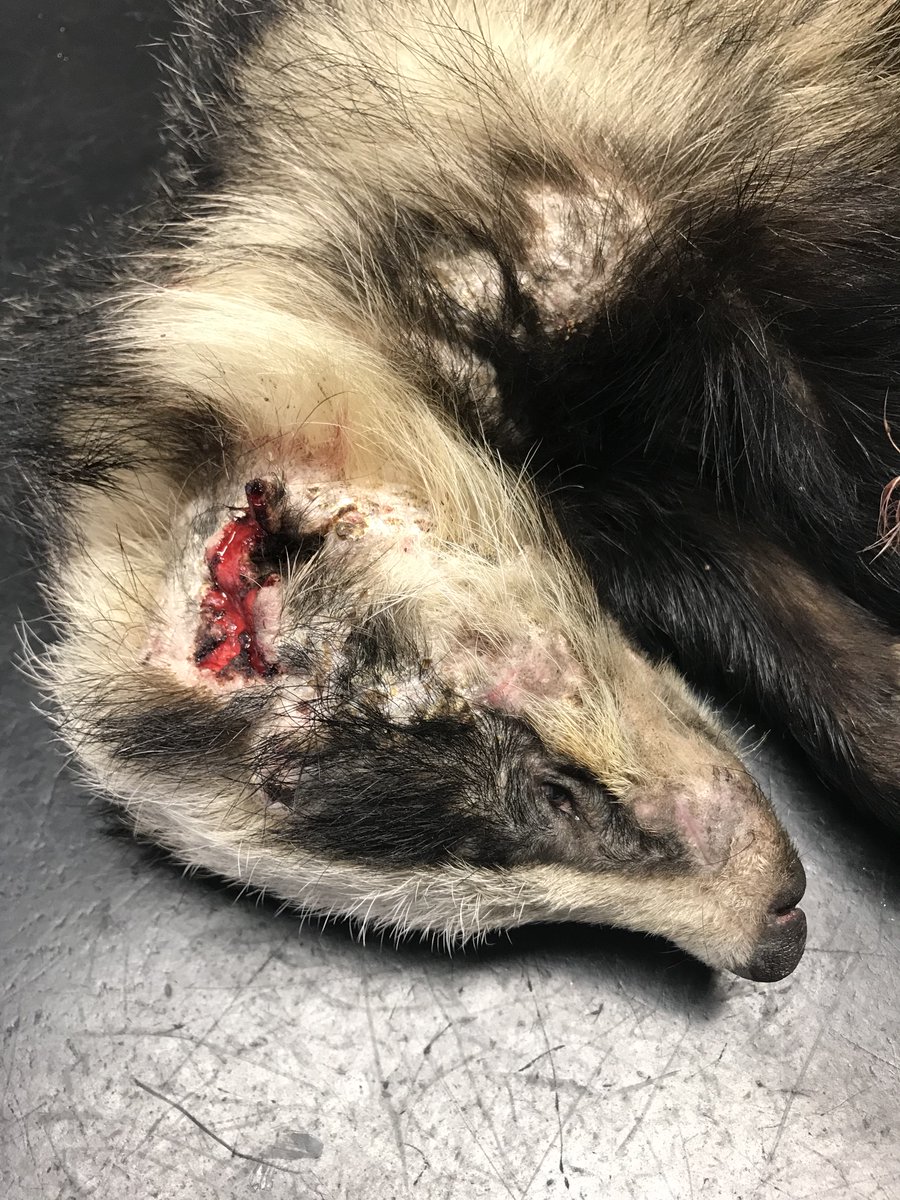 RSPCAStapeley Grange (@rspcastapeley) on Twitter photo Incredible story of a Nottingham badger that we understand travelled 20 miles underneath a car (or in the engine) Big 👍 to Arnold and Carlton Veterinary Centre in Nottingham for the initial care. Hoping to return poor fellow soon. <a href="/nantwichnews/">NantwichNews</a> <a href="/thisisthecat/">Not The Cat</a> <a href="/RedShiftRadioUK/">RedShift Online</a> Incredible story of a Nottingham badger that we understand travelled 20 miles underneath a car (or in the engine) Big 👍 to Arnold and Carlton Veterinary Centre in Nottingham for the initial care. Hoping to return poor fellow soon. <a href="/nantwichnews/">NantwichNews</a> <a href="/thisisthecat/">Not The Cat</a> <a href="/RedShiftRadioUK/">RedShift Online</a>