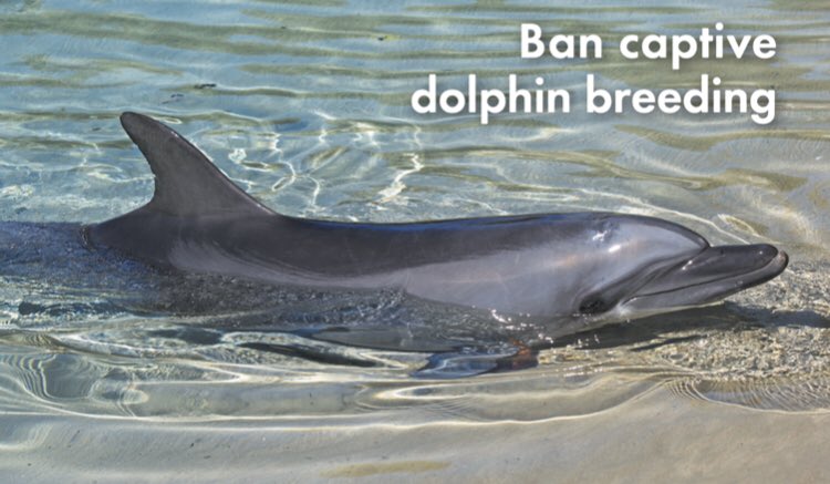 WCA partners Advocating Wild teamed up with World Animal Protection Australia to ramp up the pressure on the only remaining facility left in the country that still breeds cetaceans for human entertainment -Sea World Gold Coast.  advocatingwild.org/post/wca-partn…
#seaworldaus