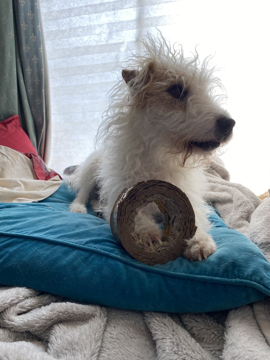 ProfJohanna's tweet photo. Director of Resources, Howard Spring - note the tape @PaulaSparksLaw 😄 #HomeOffice #WritingWithDogs #WorkingFromHome https://t.co/L49RdINpxY