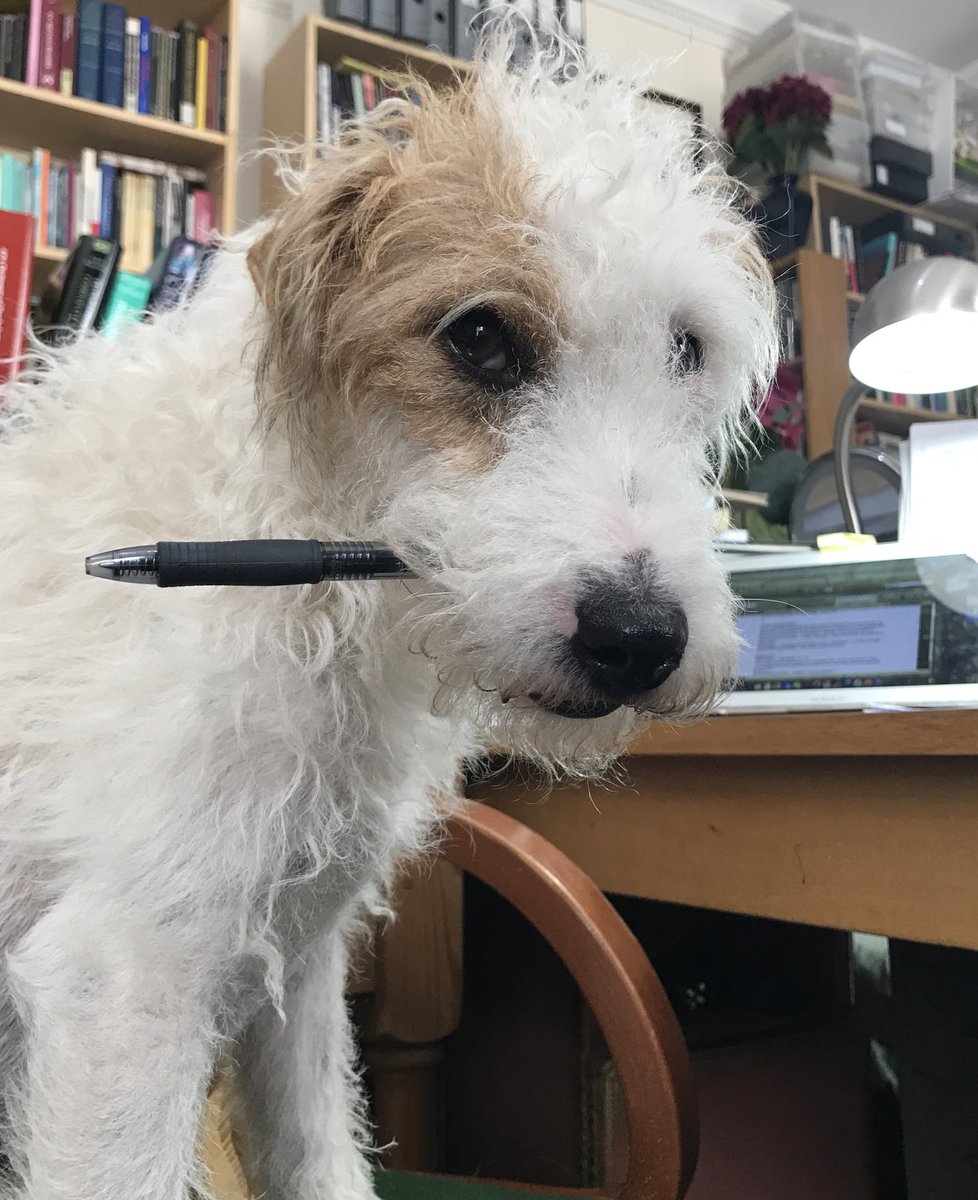 ProfJohanna's tweet photo. Director of Resources, Howard Spring - note the tape @PaulaSparksLaw 😄 #HomeOffice #WritingWithDogs #WorkingFromHome https://t.co/L49RdINpxY
