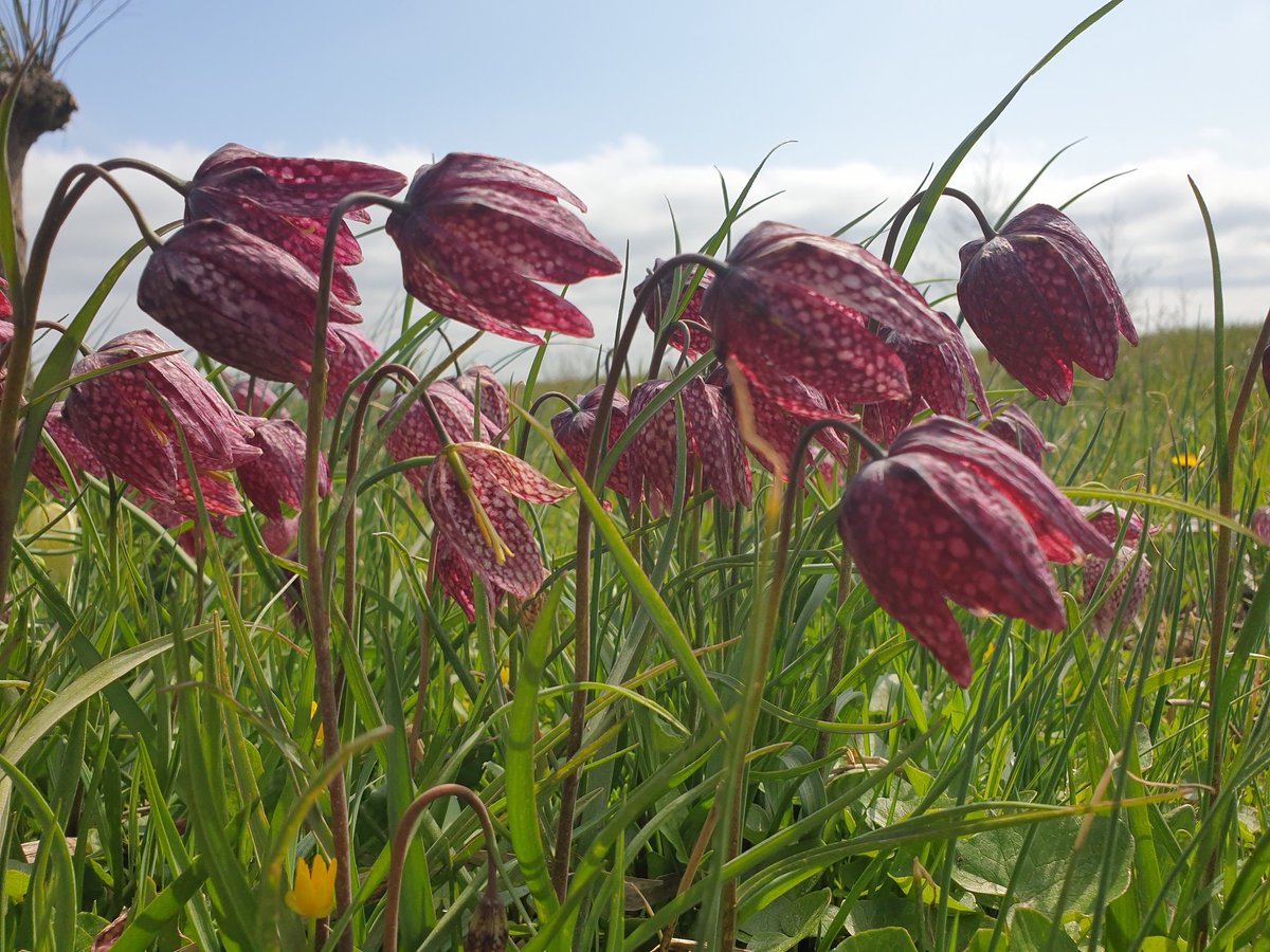 Onderweg naar Luuc Mur zie ik langs de Ter Aase zuwe in de <a href="/gemeentedrv/">Gem. De Ronde Venen</a> deze prachtige kievitsbloemen.