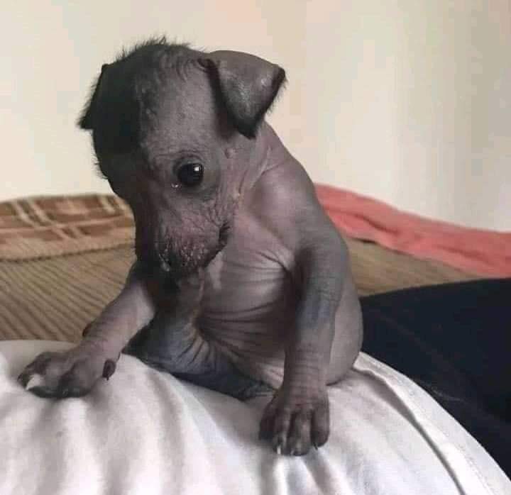 SuavesLomitos's tweet photo. No puelo guiarte al Mictlán, toy chikito 🐶☠️ https://t.co/FfoOqvB9xd