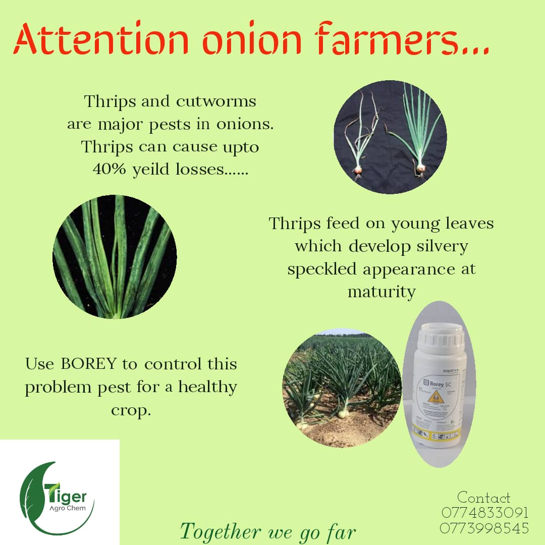 TigerAgro's tweet photo. Some yield losses can be avoided........ https://t.co/xfB3NOwzgz