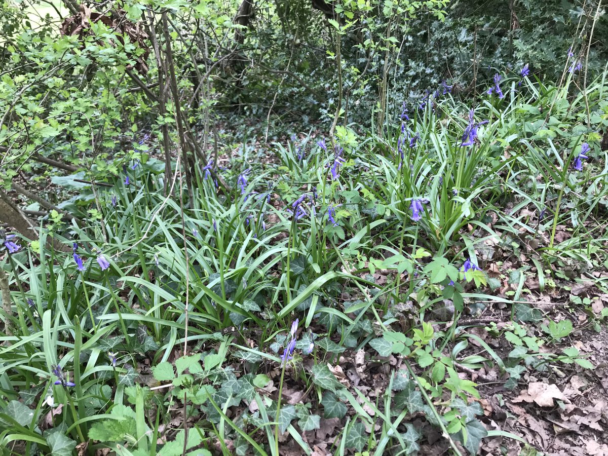 Ah... wild bluebells near the River Arrow. #WorcestershireHour