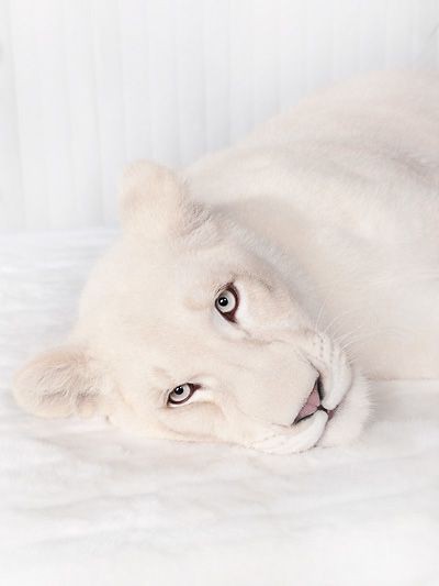🕊️
