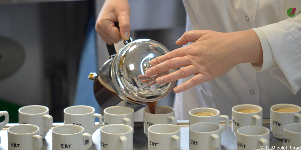 How about some Coffea stenophylla in your #coffee
☕️?
A study by <a href="/KewGIS/">KewGIS</a>, <a href="/NRInstitute/">NRI</a> &amp; #CIRAD has shown that this 'forgotten' West African species has the potential to ensure the future of great-tasting coffee under #climatechange.
Find out more👉bit.ly/3atm8hk