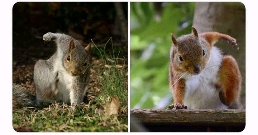 RT @antiquestwins: When squirrels land from a fall, they look like @chrishemsworth's Thor. https://t.co/JNu4JRebg2