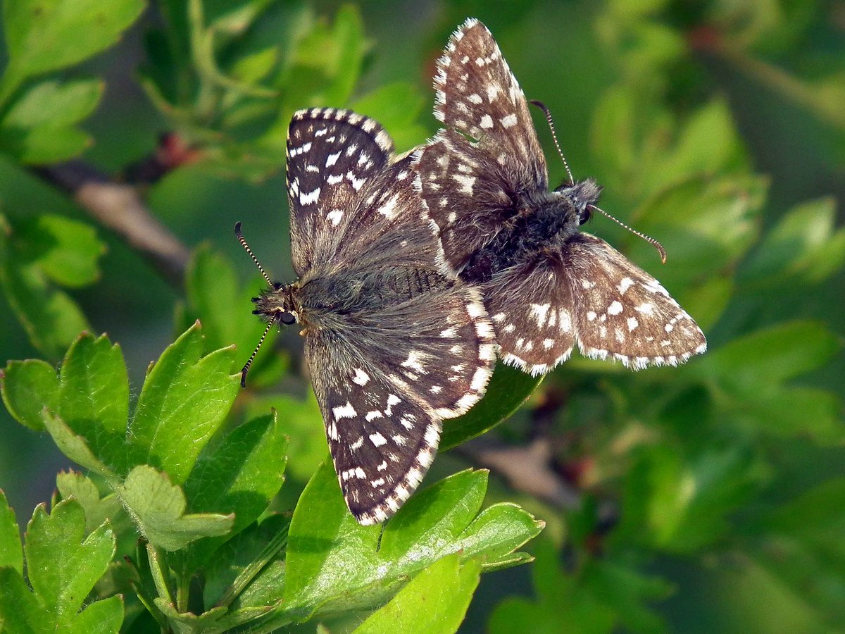 NottsBAG's tweet photo. We've had our first Grizzled Skipper record for 2021! Check out our latest blog post for more info: https://t.co/kRDymFkjmo. If you spot any of these beautiful butterflies while out and about, please send your records into us so we can monitor the Nottinghamshire population. https://t.co/zwWITYGDxZ