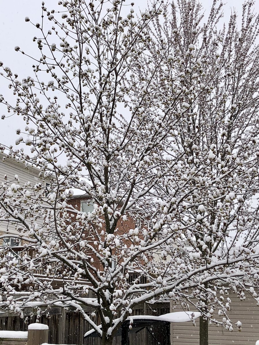 I was not expecting waking up to this! #winterwonderland in #spring ❄️ 🤍 ☺️ #nature #snowfall #toronto #prettytrees #snow #stormhour