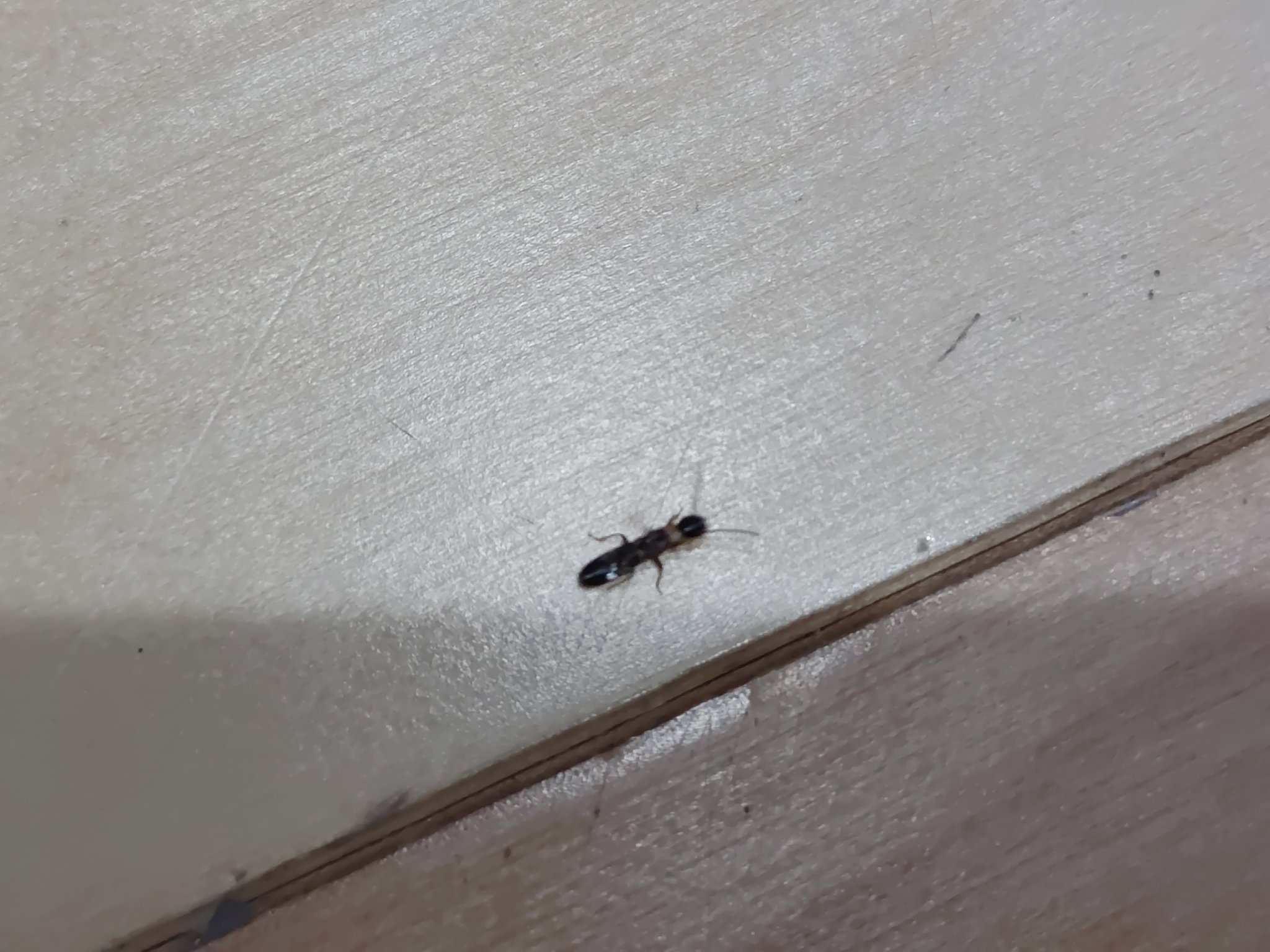 ですね この虫なに 幼虫だろうけど検討もつかん だれか教えて 白い線はクロゴキブリの幼虫の特徴だと思ったけどぱっと見で全然違う ぱっと見でハサミムシの幼虫かと思ったけどハサミが無い なにこいつ ハネカクシってやつ T Co Vwsqopwchm Twitter