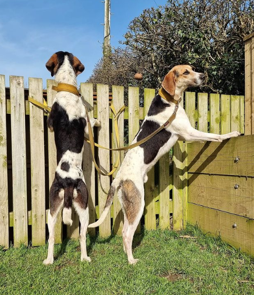 AlphaFeeds's tweet photo. ⭐ Sponsor spotlight ⭐ 

Here we have Tim &amp; Henry from Border Trail Hounds! 

These guys are looking great! 💪 

#gundog #dogsofinstagram #dog #puppy #gundogsofinstagram  #gundogs #dogs #dogstagram #workingdog  #gundogtraining #puppylove #puppiesofinstagram #dogoftheday https://t.co/GH8kY1jFYZ