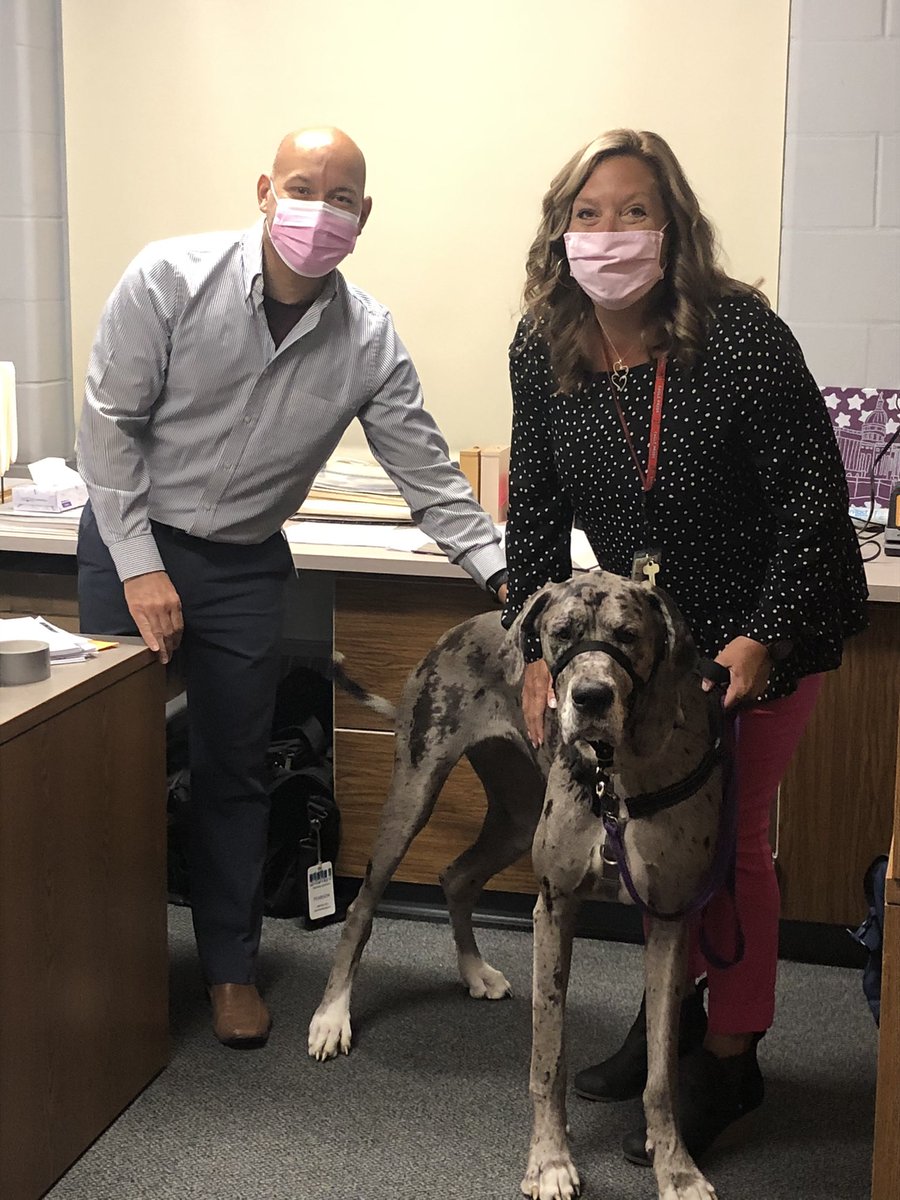 Beekmantown ELO grant has made it possible to train a facilities/therapy dog for both students and staff. Laci Mae and her trainer Mel had an amazing first day. Seen here with her new friends. <a href="/BeekmantownCSD/">Beekmantown CSD</a>  <a href="/MannixDan/">Daniel W Mannix</a>