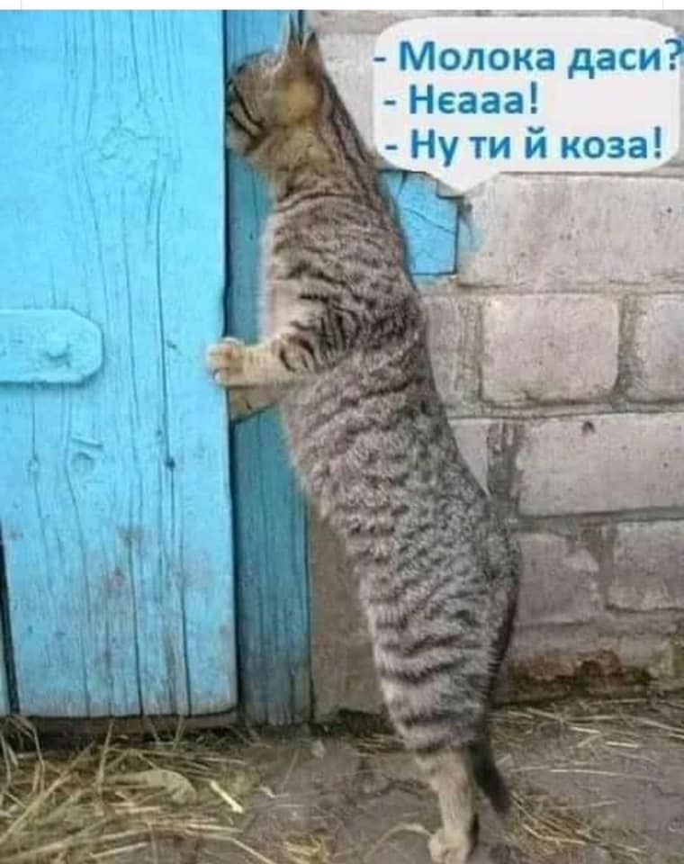 Картинки про котов смешные с надписями прикольные