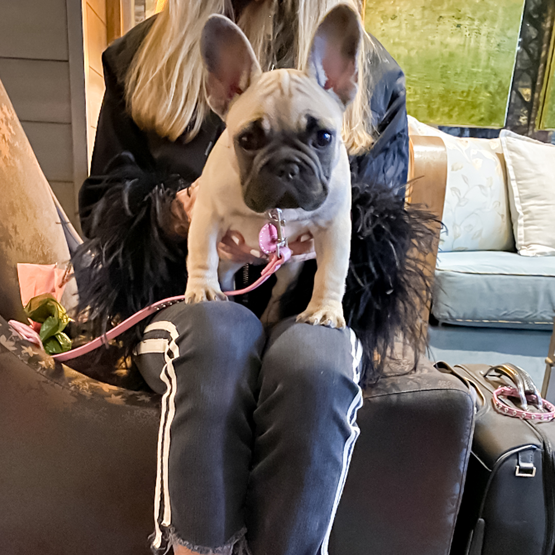 Is my Suite ready? 🐾

#lodenhotel #vancouver #yvr #coalharbour #canadahotel #boutiquehotel #nationalbulldogday