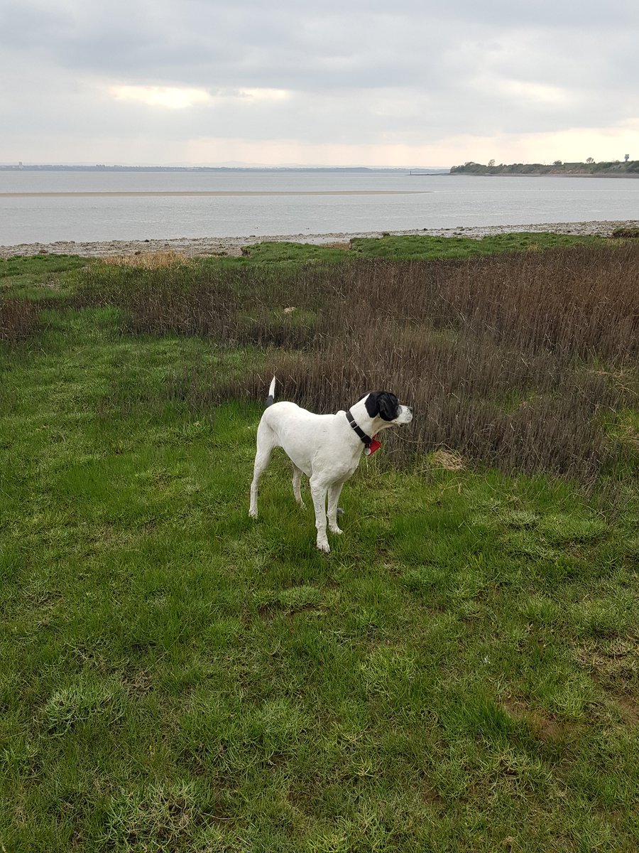 MichaelMarch5's tweet image. Always make time for dog walking.