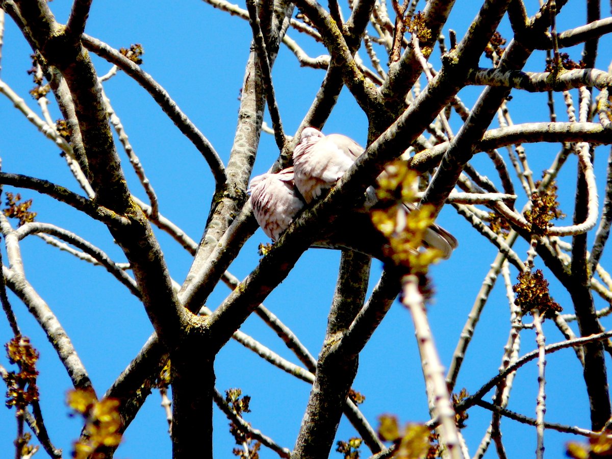 Turkse tortels #lente