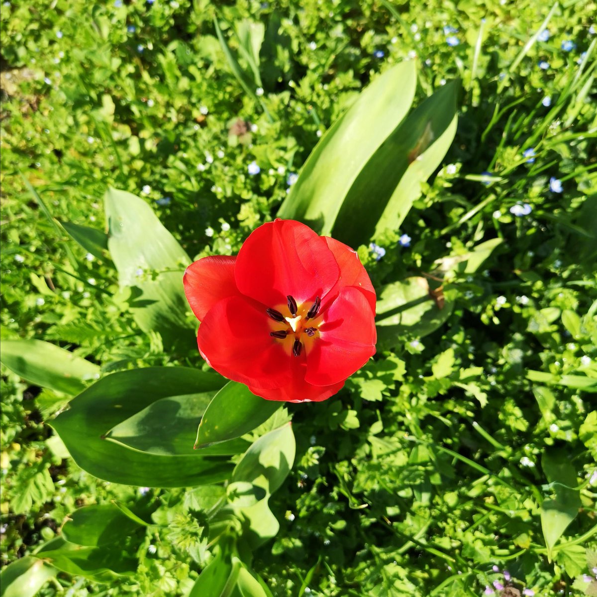 VauxhallFarm's tweet image. 🌱GROW! GROW! GROW!🌱 

Spring is growing season and the perfect time to get stuck into your gardening, why not make your gardening a little bit more interesting this year by purchasing our fantastic WILDFLOWER SEEDBALLS for just £6 vauxhallcityfarm.org/seedballs-tin