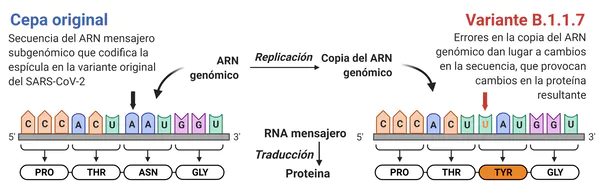mippci_ven's tweet photo. 📌 𝙄𝙣𝙛𝙤́𝙧𝙢𝙖𝙩𝙚 🧬 
La nueva variante P.1 posee alteraciones que le permiten entrar con facilidad a las células humanas y tiene mayor poder de transmisibilidad. Por eso te alertamos para que estés atento a cualquier síntoma de Covid-19 y a cuidarte. #PrevenirPorLaVida https://t.co/RNz9iRUImH