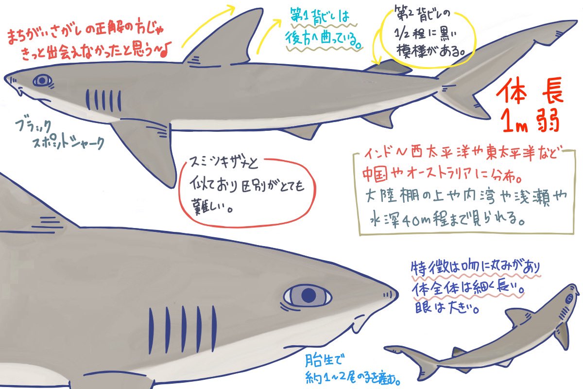 めかぶのサメ紹介2 めかぶのサメ紹介2