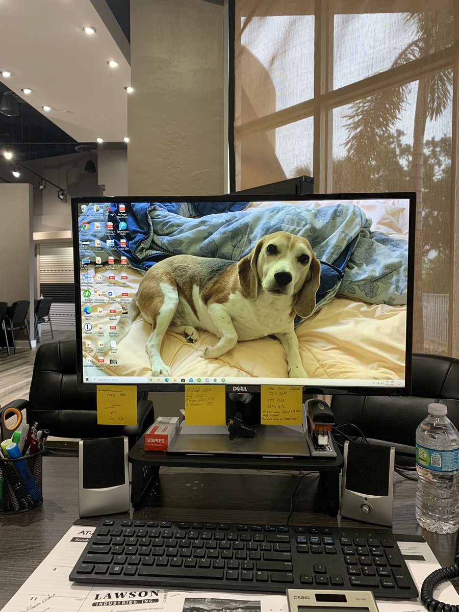 My puppy on computer at work