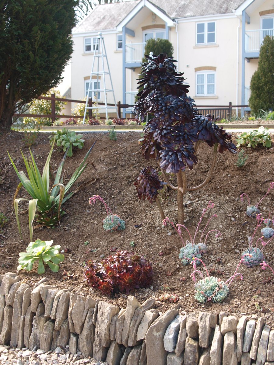 BobMehen's tweet image. That's the bulk of the succulents out for the summer season! #succulents #aeonium #echiveria #gardens #Cornwall #RoselandParc