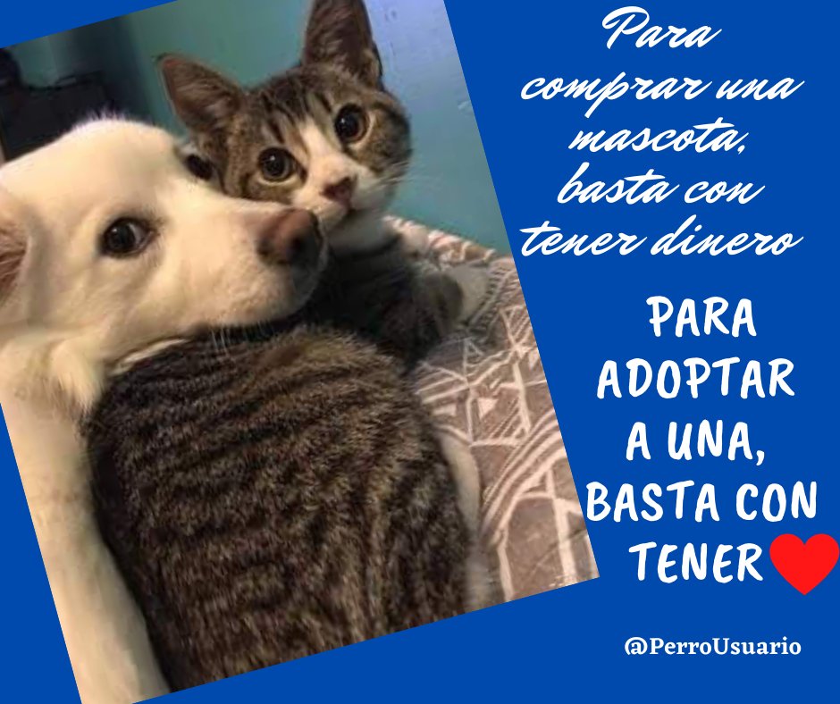 Claro, si quieres, puedes comprar un amor. Sólo te sugerimos que si has decidido tener una mascota, no gastes dinero, #ADOPTA uno de los muchos que buscan hogar. ¡Ellos serán los más agradecidos por la oportunidad que le das!