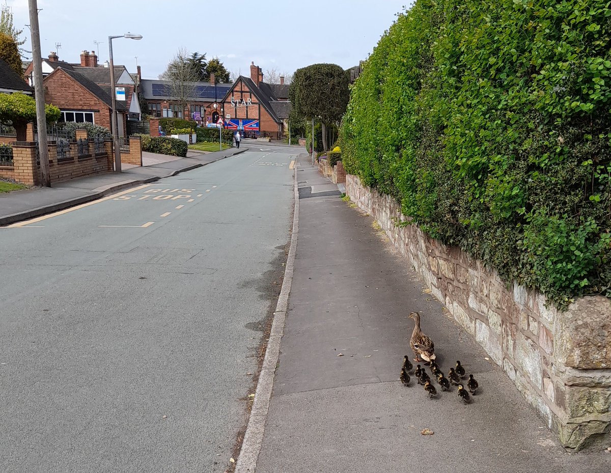Mother duck made a wrong turning somewhere and it's making me anxious