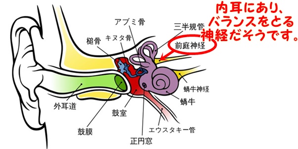 #前庭神経炎
強い回転性めまいと激しい頭痛で嘔吐

内耳にある①#前庭②#半規管③#前庭神経
④#脳幹⑤#小脳 に障害が起こる

自分は重症だった
頭痛やめまいや嘔吐だけでなく
左右の平衡感覚の機能まで失われていた
一生回復することはないそうです

辛いリハビリを経て今歩けるまで回復
がんばったよ