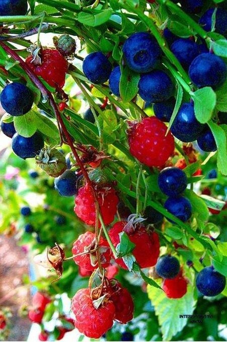 Добрый с лесными ягодами. Добрый с лесными ягодами. Добрый с лесными ягодами. Чай доброе утро фирма. Сок добрый 1л слива,смородина,яблоко,вишня.