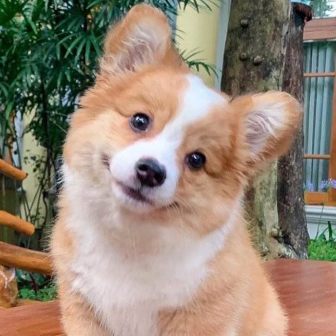 head tilt