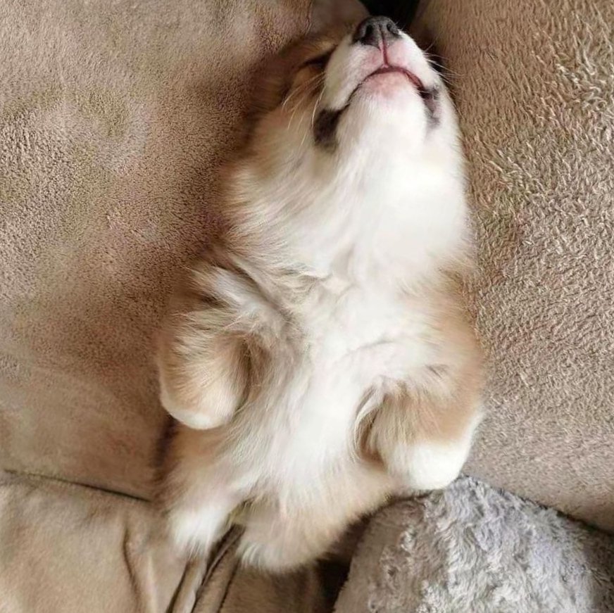 💤
