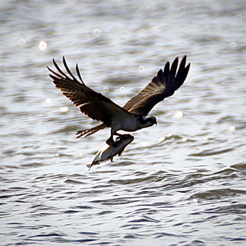 Today’s birds. Osprey morning, a strong wind, bright sun coming and going.