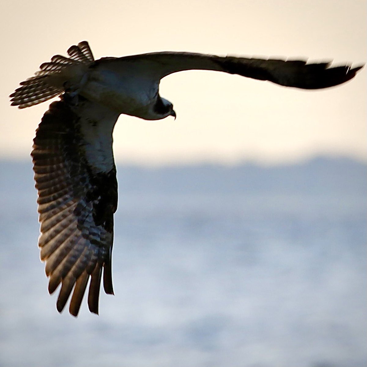 Today’s birds. Osprey morning, a strong wind, bright sun coming and going.