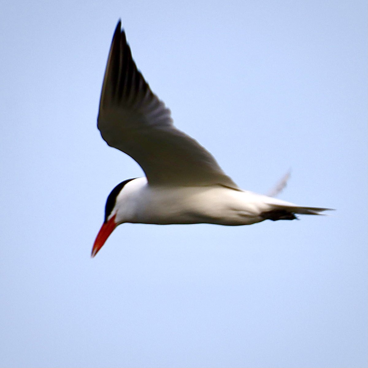 And a Caspian Tern, Chipping Sparrows.