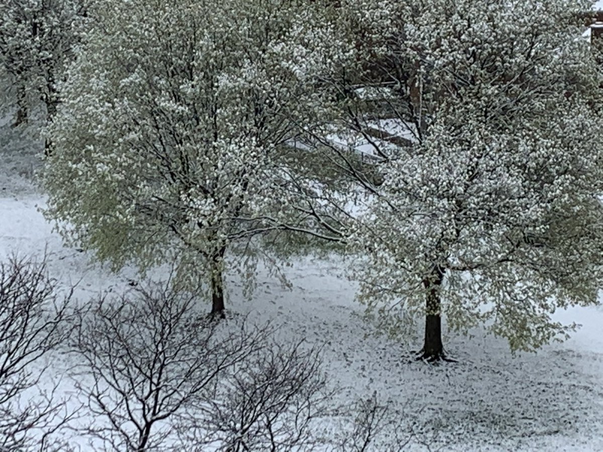 VeroAma3113's tweet image. Did I just sleep through three seasons and woke up straight into winter? Where did Spring go? #Mississauga #ONStorm #CanadianSpring 🌿🌷🍃🌲🌻🌳🌻🌿🌷🌱🌷🌲