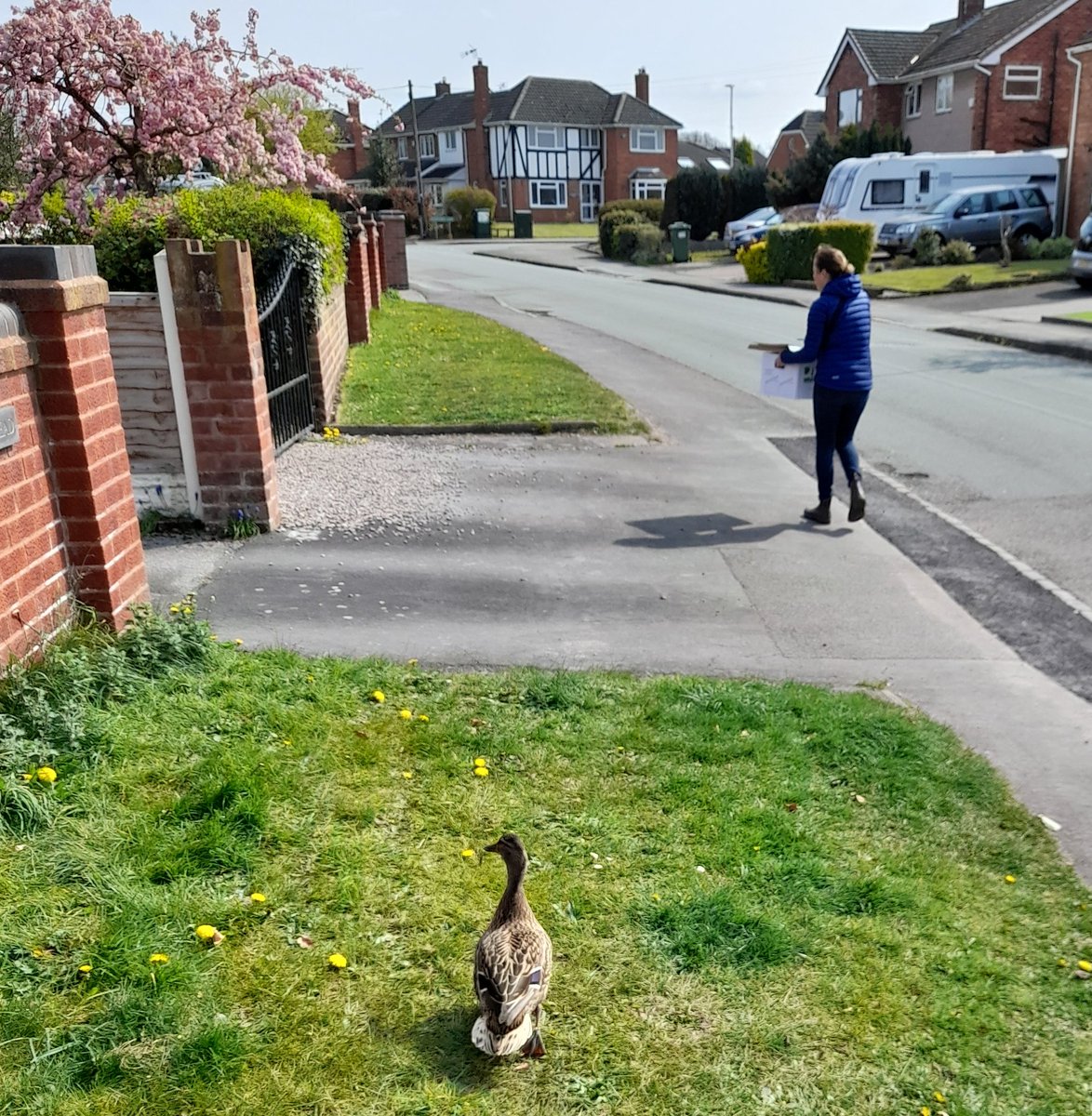 So we're walking all the ducklings to the nearest canal, trying to stop mother duck wandering off or into the road. It's pretty nervewracking but I think we're on the home stetch