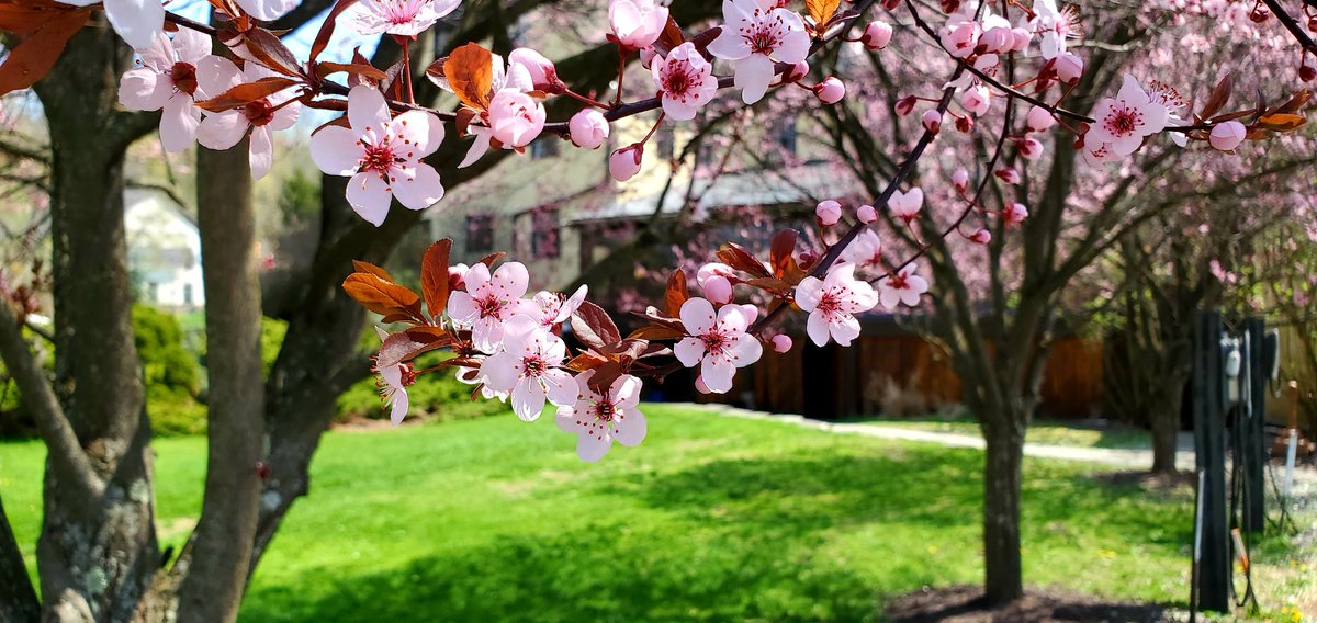 Each new blossom is like another ray of sunshine at the inn. 🌞🌸

#thesettlersinn #spring #springitonpa #springvibes #visitpa #stayselect #historichotel #springflowers #springblossoms #hawleypa #poconomtns #poconos #poconoproud #discovernepa #delawarehighlands