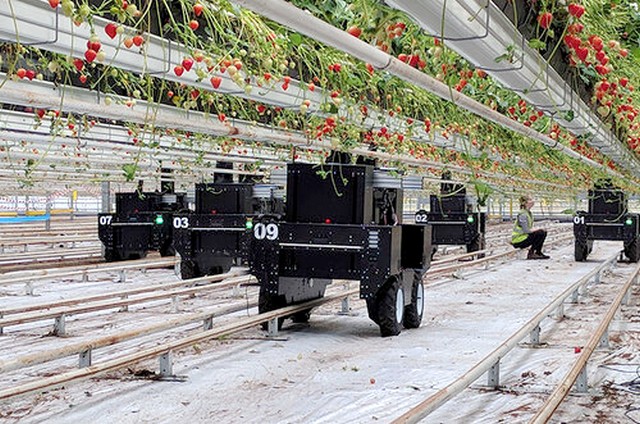 Robots as a service: pay per harvested kilo @TortugaAgTech
hortidaily.com/article/931308…