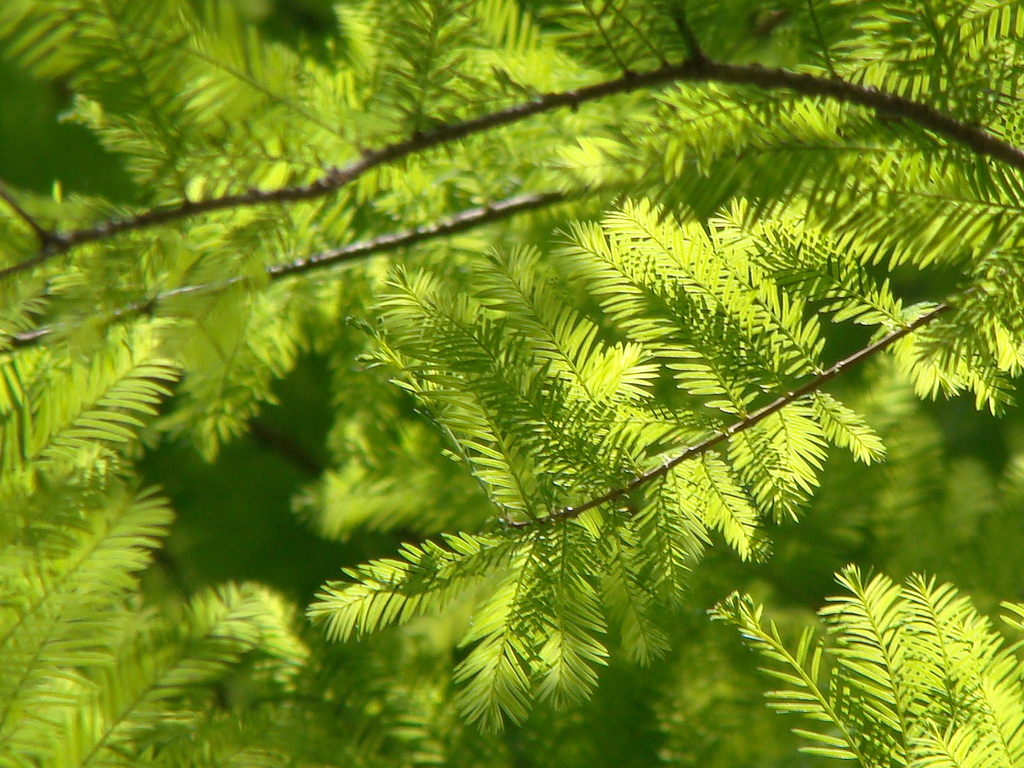 Cypress_Info photo