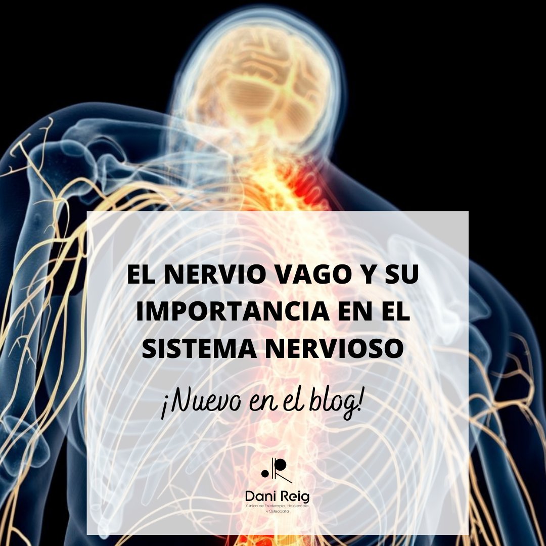 danireigjaen's tweet photo. ¿Sabías que el nervio vago es crucial en todas las enfermedades en las que la motilidad o el movimiento son factores importantes?🧠
Thttps://www.clinicadanireig.com/el-nervio-vago-y-su-importancia-en-el-sistema-nervioso/ https://t.co/ZC0slv7MzF