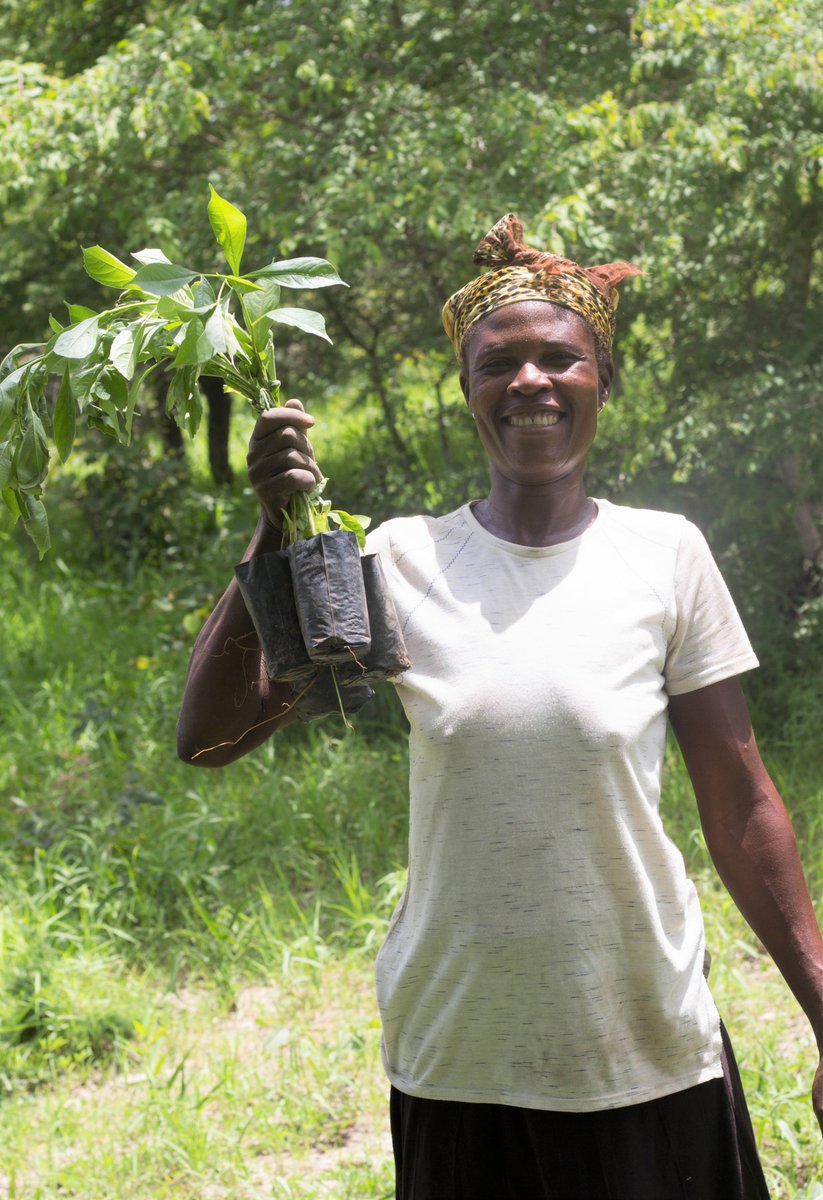 PaulHodgesTrust's tweet photo. 🤩Wow - figures just in that our amazing tree enterprise groups have sold over £22k of organic fruit over the last year!🤩

These women have been able to QUADRUPLE their incomes via our project with @orgiis which has increased productivity while protecting trees for the future! https://t.co/VayzqT2fw3