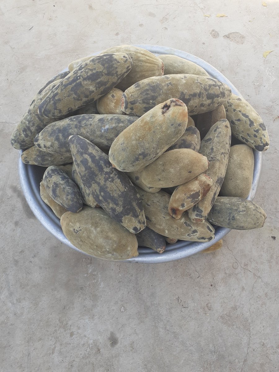 PaulHodgesTrust's tweet photo. 🤩Wow - figures just in that our amazing tree enterprise groups have sold over £22k of organic fruit over the last year!🤩

These women have been able to QUADRUPLE their incomes via our project with @orgiis which has increased productivity while protecting trees for the future! https://t.co/VayzqT2fw3
