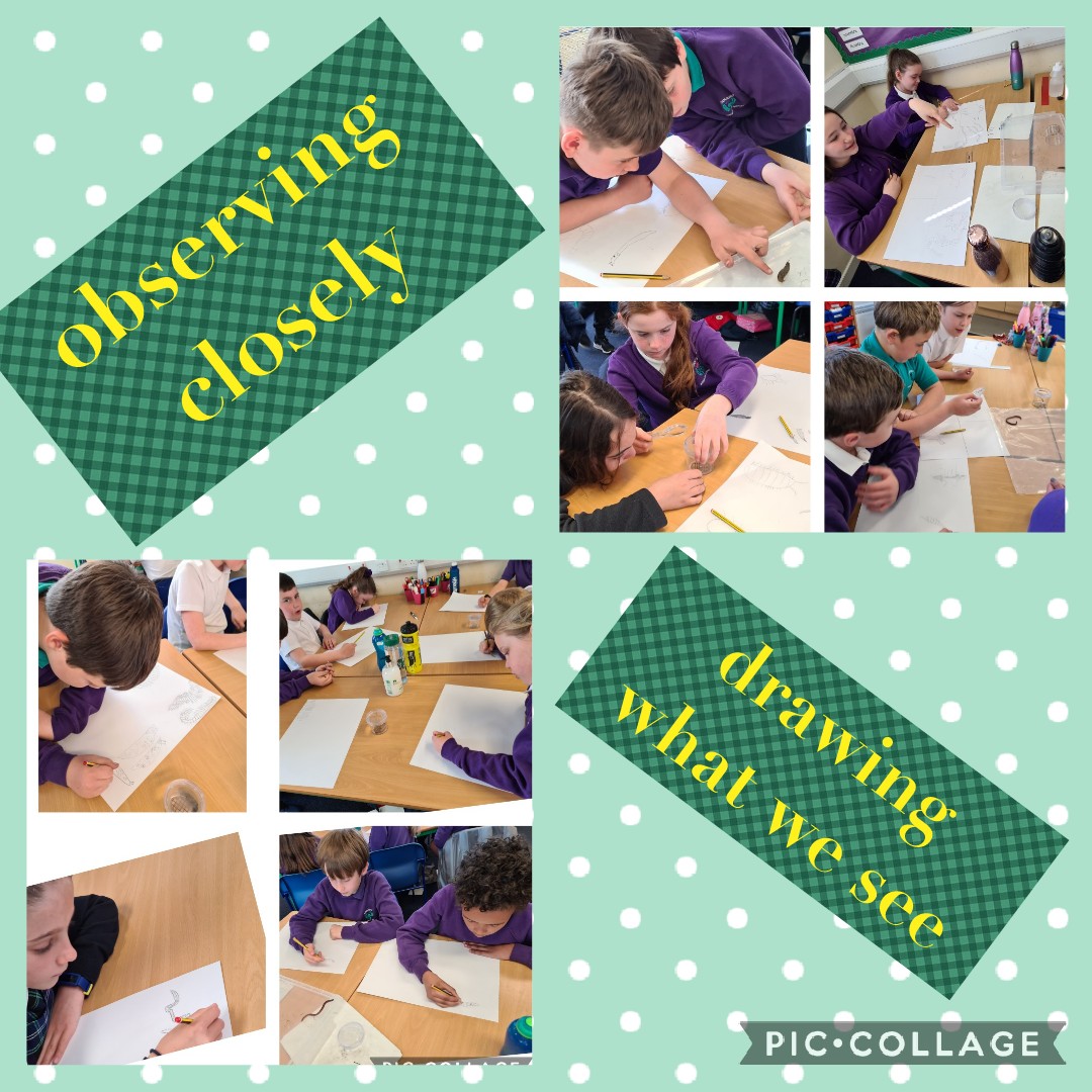 #wildchallenge @RSPB_Learning we completed challenge 4 today too by observing and drawing the creatures we discovered in our compostarium. We noted lots of differences between them as we drew. Lots of artists in P5L! 🎨 <a href="/RAiSE_falkirk/">Falkirk STEM</a> <a href="/KPS_STEM/">KPS_STEM</a>