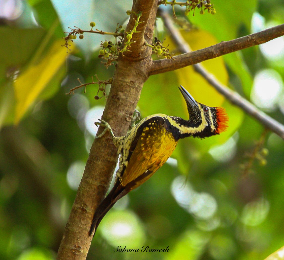 #WoodpeckerWednesday 
Greater flameback and lesser flameback for #WoodpeckerWednesday.
#IndiAves 
@Britnatureguide

#Birds #Birdwatching #birdphotography #TwitterNatureCommunity 
#BirdsSeenIn2021 #sullia #rongtong