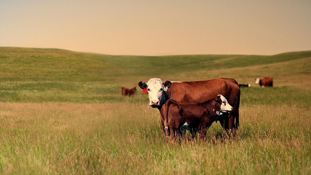 Elanco's tweet image. We are proud to announce our partnership with @DucksUnlimited to enhance sustainability efforts in the beef industry. Over the next 3 years, we are committed to supporting environmental stewardship through funding grassland restoration efforts. Learn more: elanco.com/en-us/news/ela…