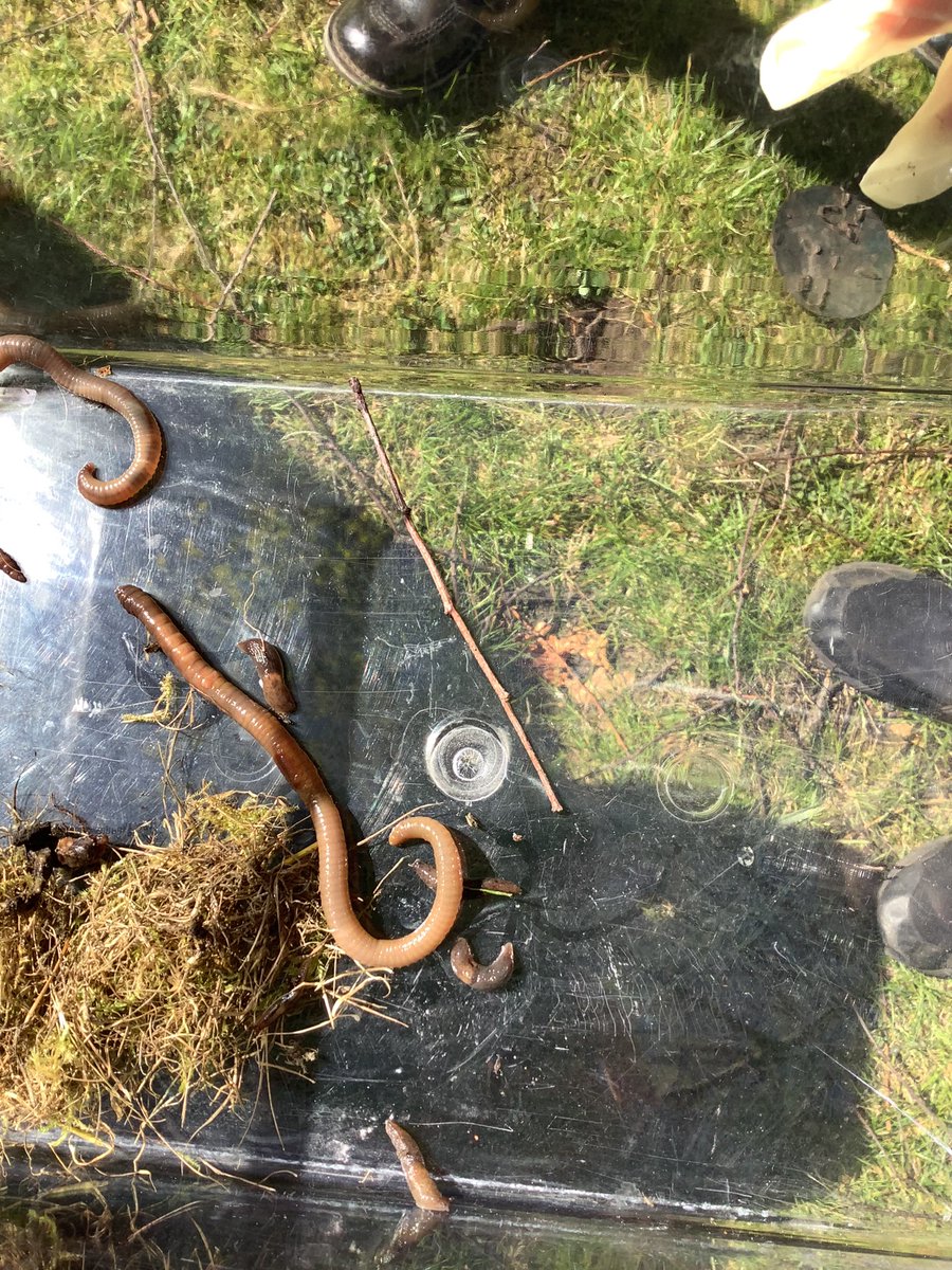 #wildchallenge @RSPB_Learning Another Wild Wednesday task ✅ completed! Another step closer to our silver award with @KPS_Primary5L! After 3 weeks, we were amazed by the compostarium changes! <a href="/KPS_STEM/">KPS_STEM</a> <a href="/RAiSE_falkirk/">Falkirk STEM</a>