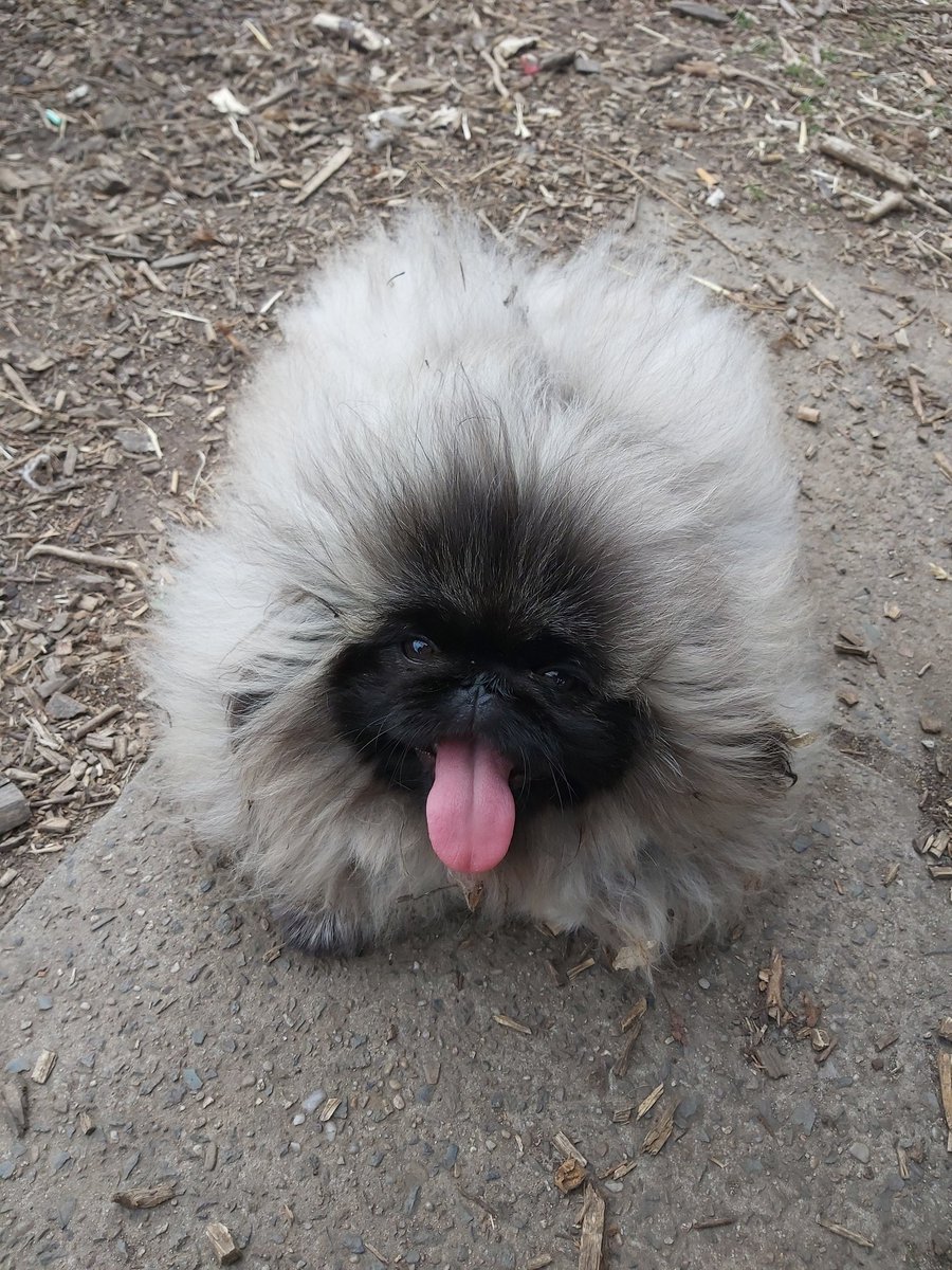 KerryDaynes's tweet photo. The weekly #Furpy. Captain Fur Potato in the park.
#DogsOfTwitter https://t.co/3WJcgtiV9c