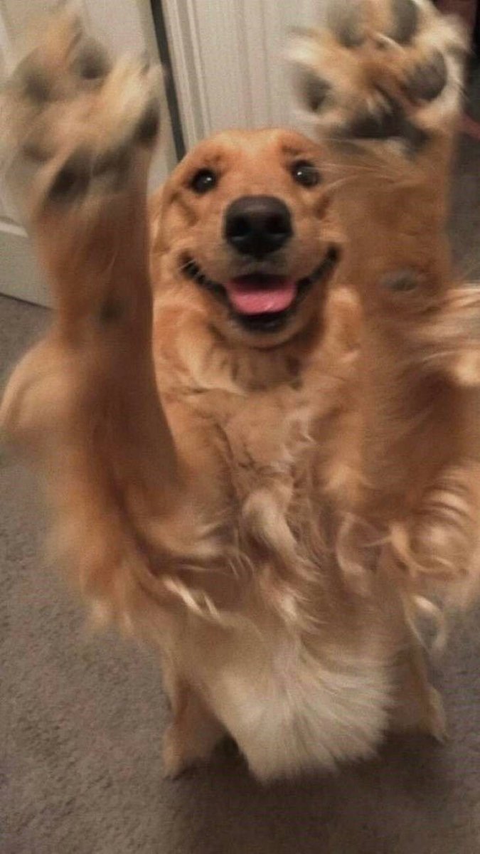 Chris Evans having golden retriever energy: a thread
