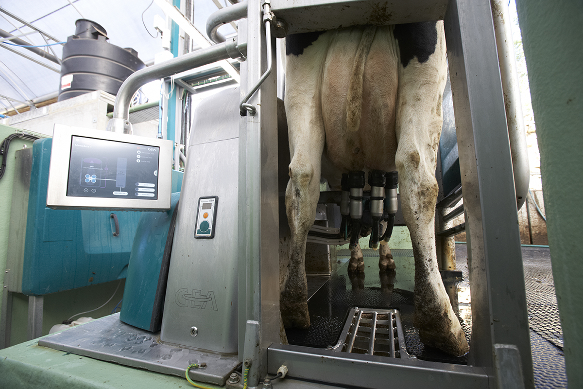 Dairy Farm Worker role available at the state-of-the-art dairy research &amp; development centre located in Somerset. Assisting with managing a 180-cow seasonal calving herd milked through three GEA Monobox Robots 🐮🤖 <a href="/SWDairyCentre/">South West Dairy Development Centre</a> Lots more info here 👉 indeedhi.re/3tCAvYl