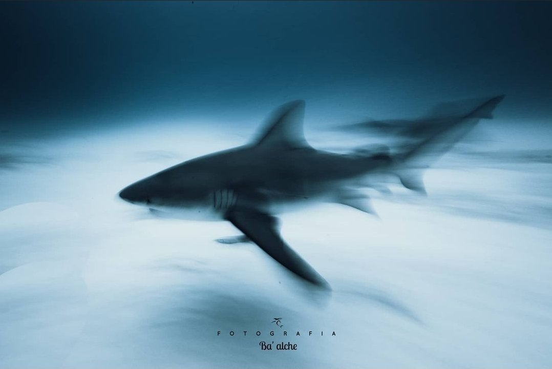 Absolutely loving this shot by <a href="/mizaelpalomeque/">Mizaelpalomeque</a>, there's something about it that's so... 🤌🏻

#SaveTheSharks
#SaveTheSharksSaveOurselves